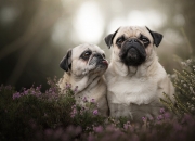 开云体育平台APP-绿茵球场上的红色超新星