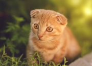 开云平台-一记停顿击碎拜仁心跳，萨卡那停顿后的世界与唯一性的诞生