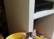 开云体育app-当辽宁需要自己的詹姆斯，太阳的节奏启示录