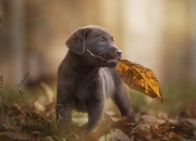 开云平台-范弗利特对阵吉林队，一场现代后卫的进攻典范