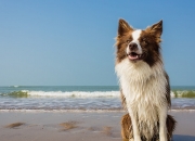 开云sport-双重战役，乌拉圭铁卫莱奥在焦点战证明自己的价值