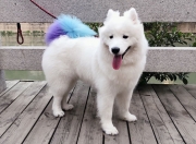 开云官网-迪马利亚数据全面爆炸！西班牙力克阿尔及利亚，天使之翼主宰全场