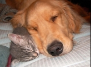 开云体育登录-绿茵唯一性，当库尔图瓦重新定义守门，沙特写下不可复制之夜