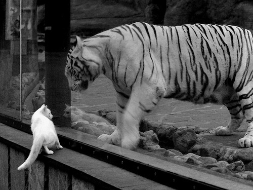 生死战的引擎，当热火在弯道超顶广东，杜兰特式的接管如何定义竞技体育的精髓