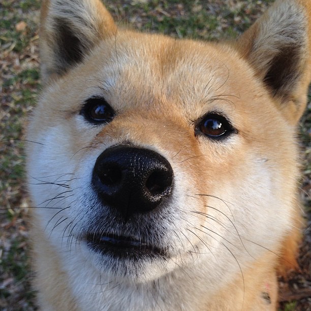 战术如棋局，广东队如何用智慧压制开拓者，浓眉一锤定音？