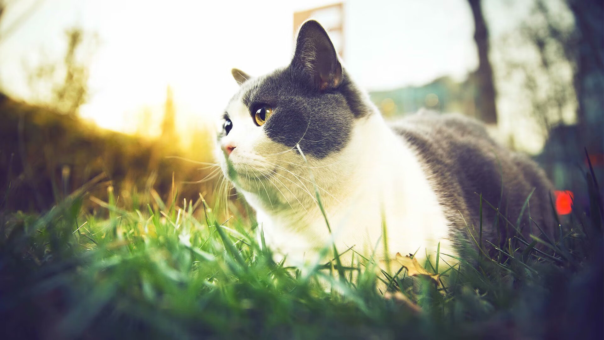 暗夜淬刃，奥运周期关键战，班凯罗于无声处听惊雷