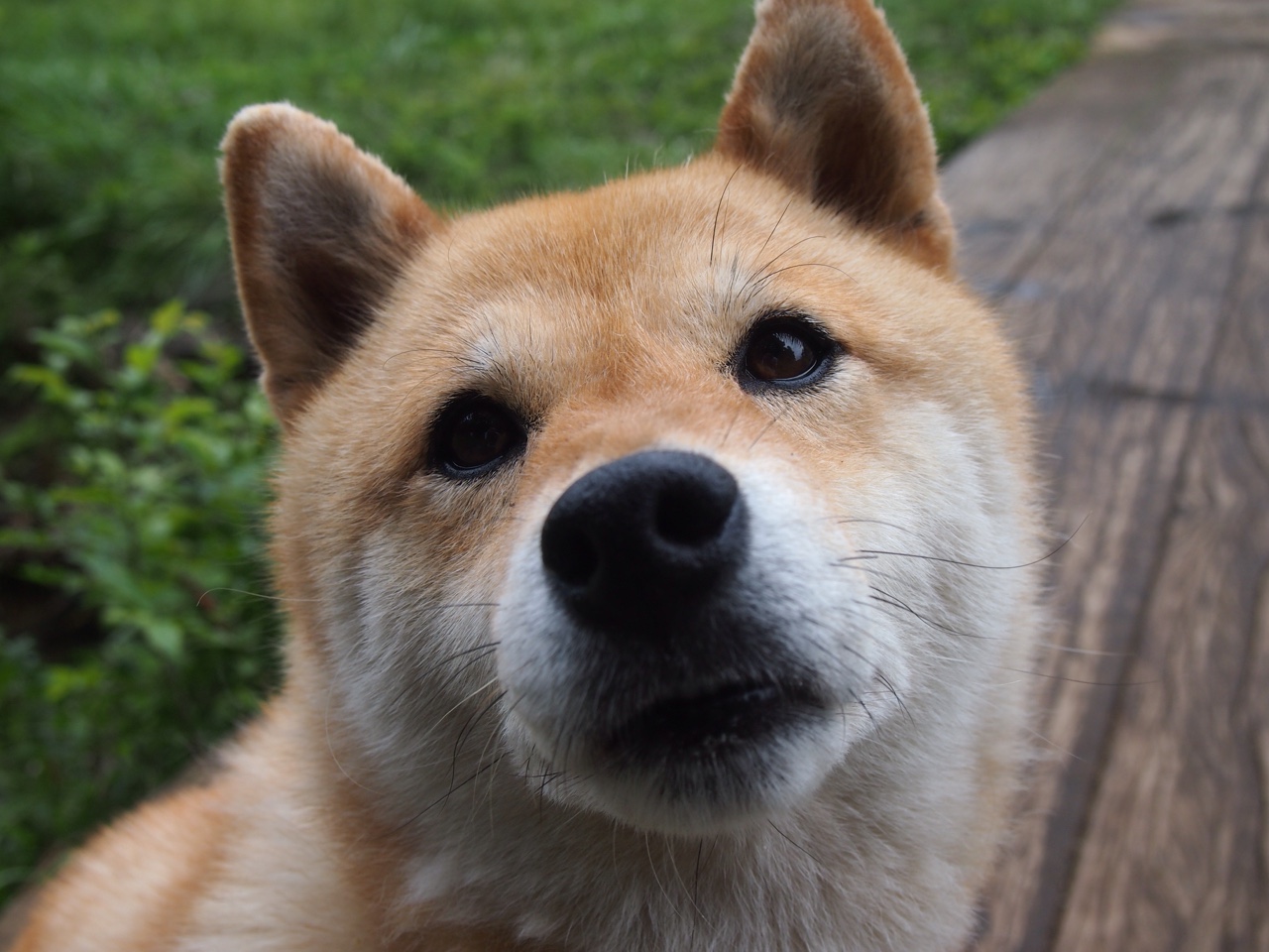 冲击波与窒息感，掘金连续得分高潮下的奥运周期焦点战剖析