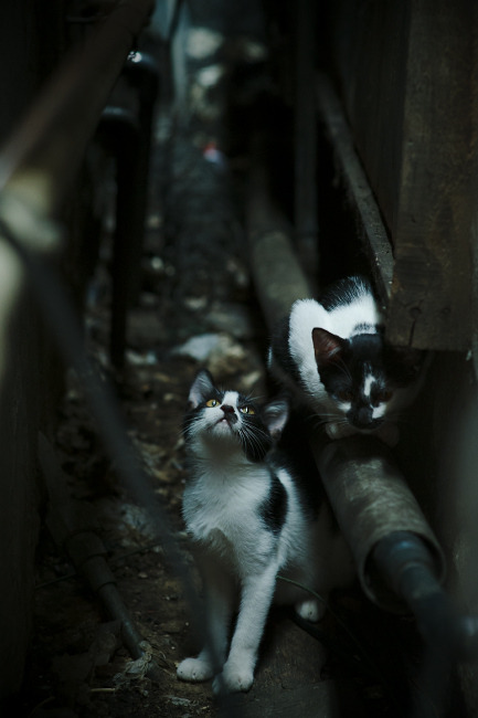 终场哨响的救赎，利拉德压哨绝杀，奇才逆转山西队