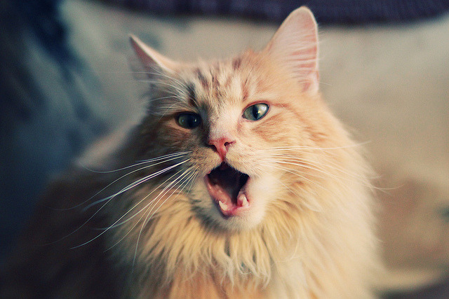 贝恩加时封神，北京队险胜灰熊，一场关键的跨联盟对决