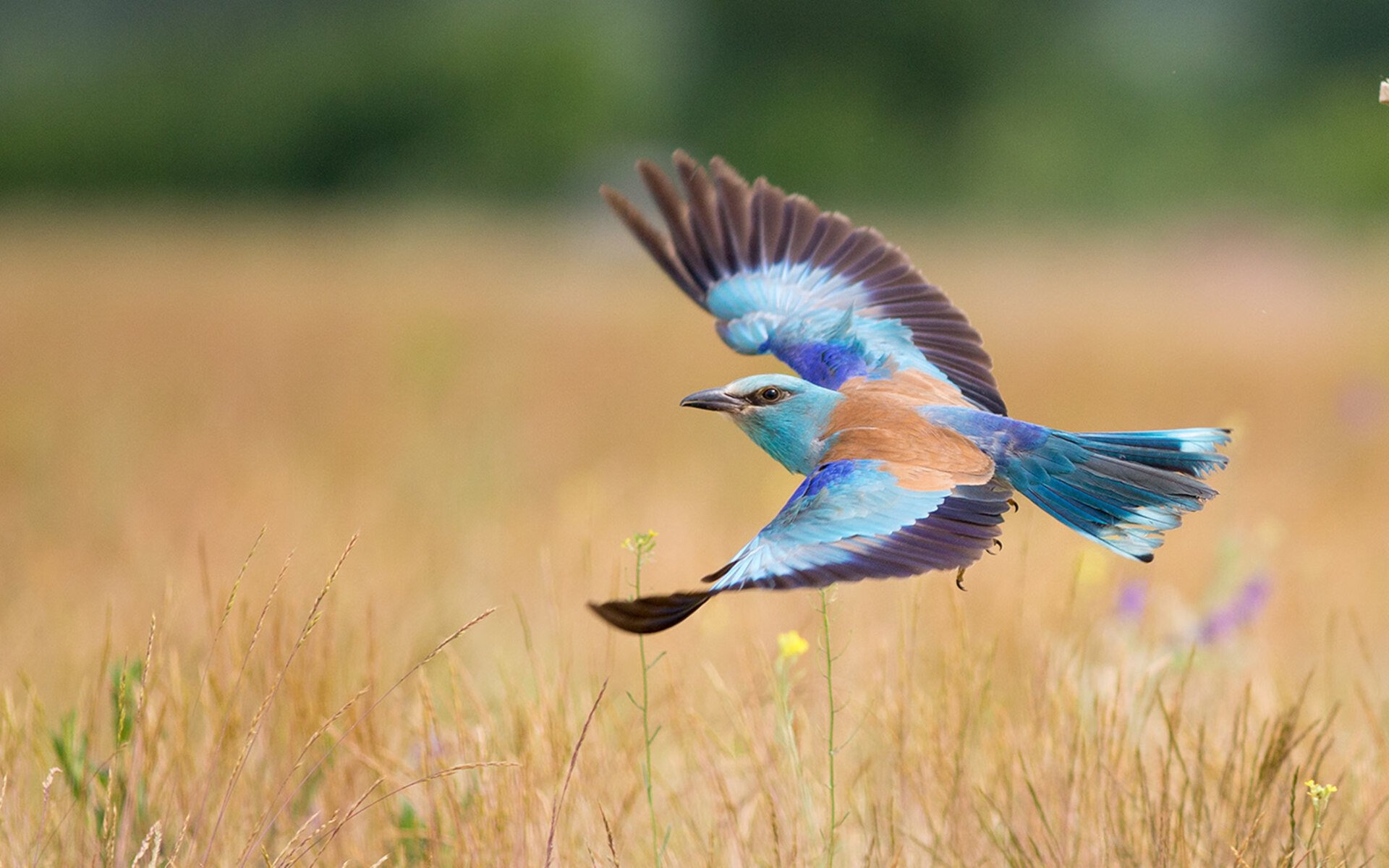 铁索横江!广东队窒息防守锁死上海,小贾伦神迹解锁胜利
