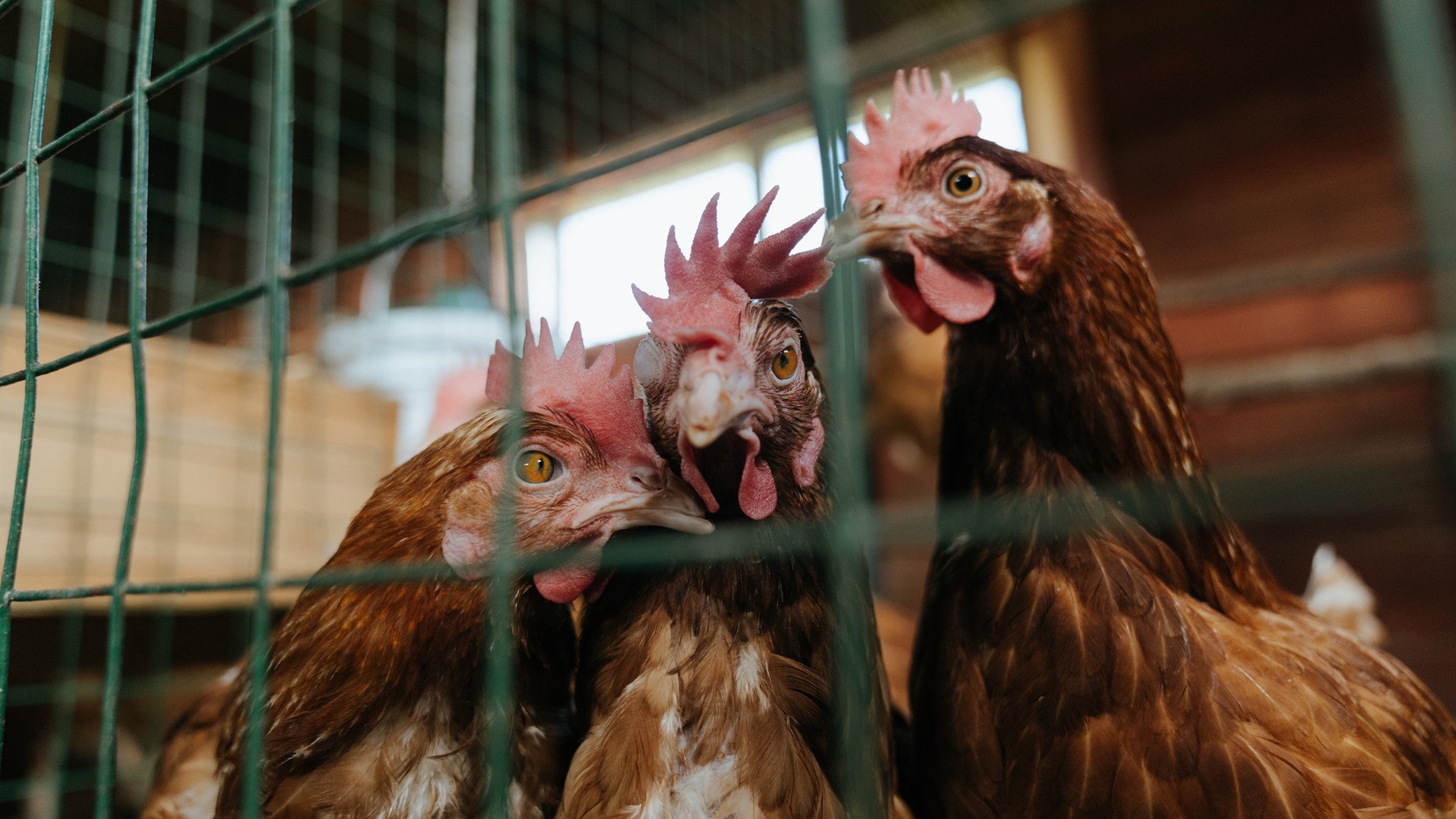 冰与火之歌，当雄鹿的角撞上东北虎的爪，乔治在重压之下完成涅槃