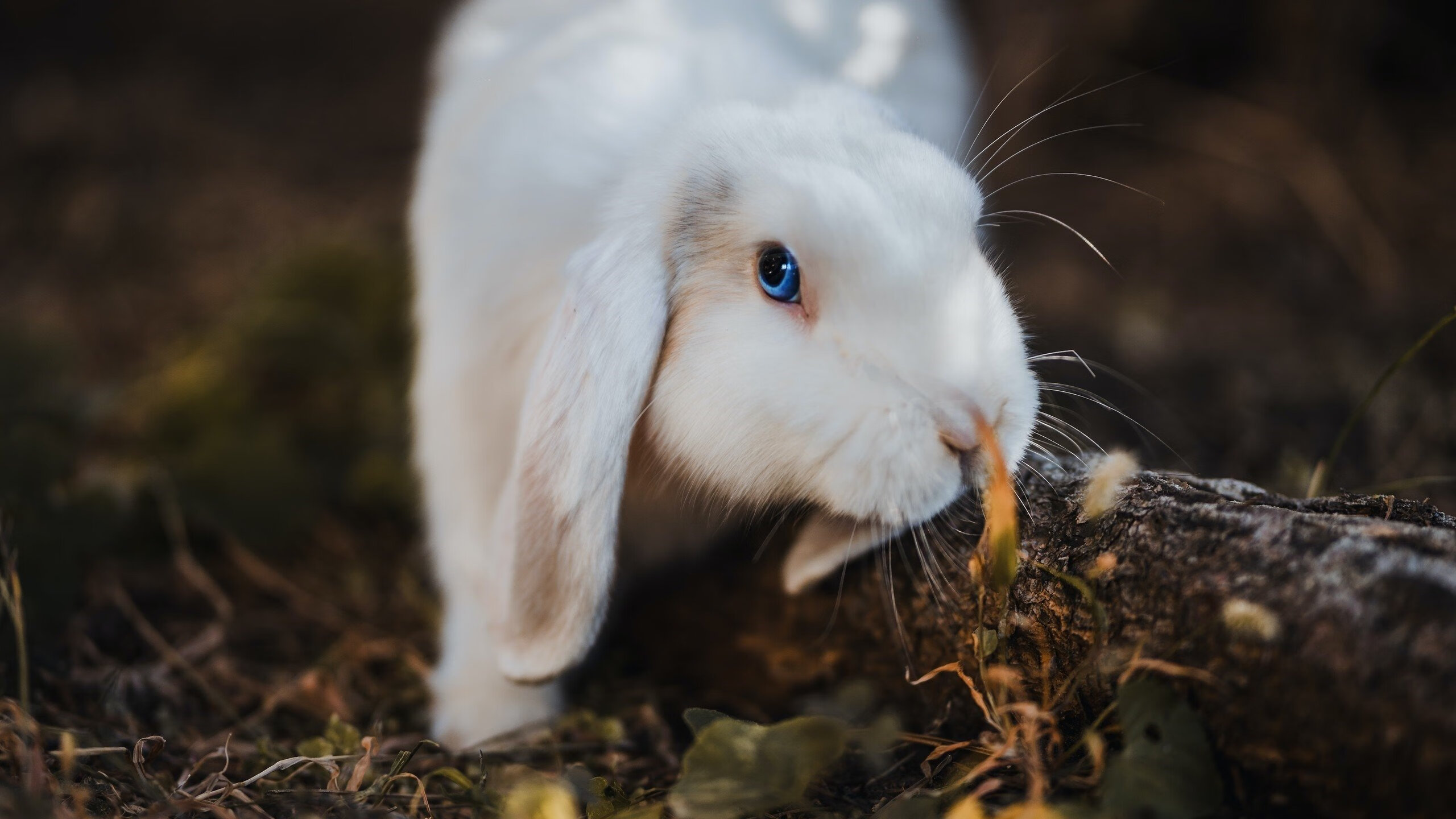 轻取背后的沉重，当全场最佳成为孤岛
