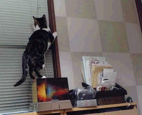 极致表演，哈登火力全开，黄蜂与吉林的舞台反差