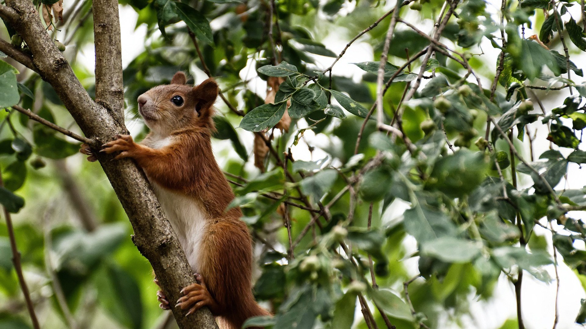 友谊之名，决胜之刻，当马竞在基多高原上演补时奇迹