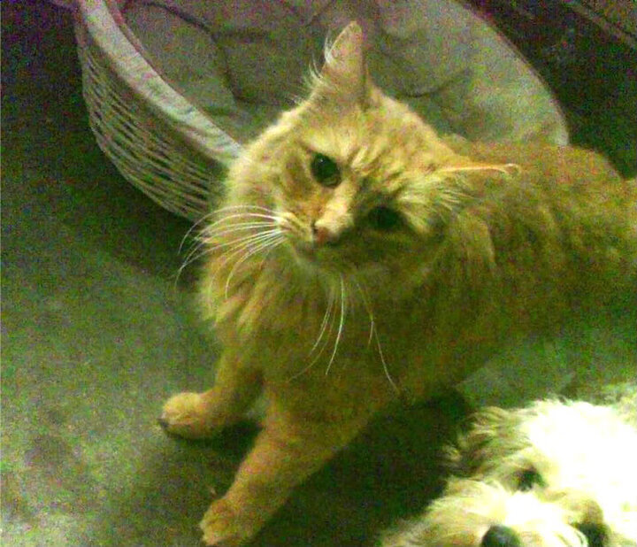 足球战争与赛车神话，当伊拉克击溃切尔西，C罗在F1街道赛接管比赛