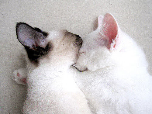 神力与铁壁，当伊布的永恒锋芒撞击克罗地亚的战术图腾