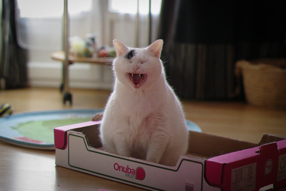 沉默枪手与溃败的巨人，当贝恩用魔术偷走费城的夜晚