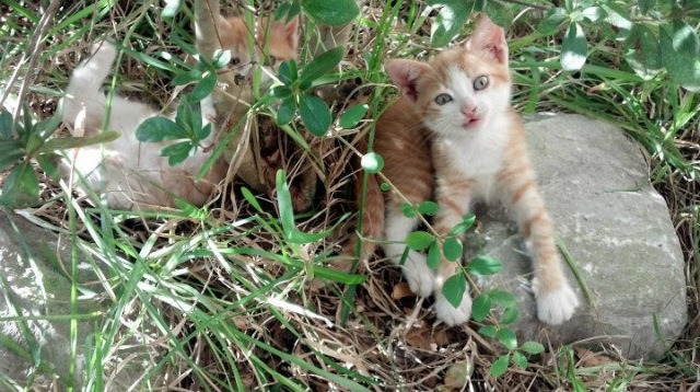 他锁死乌拉圭锋群，托马斯·穆勒如何用防守让拜仁带走南美狂想曲