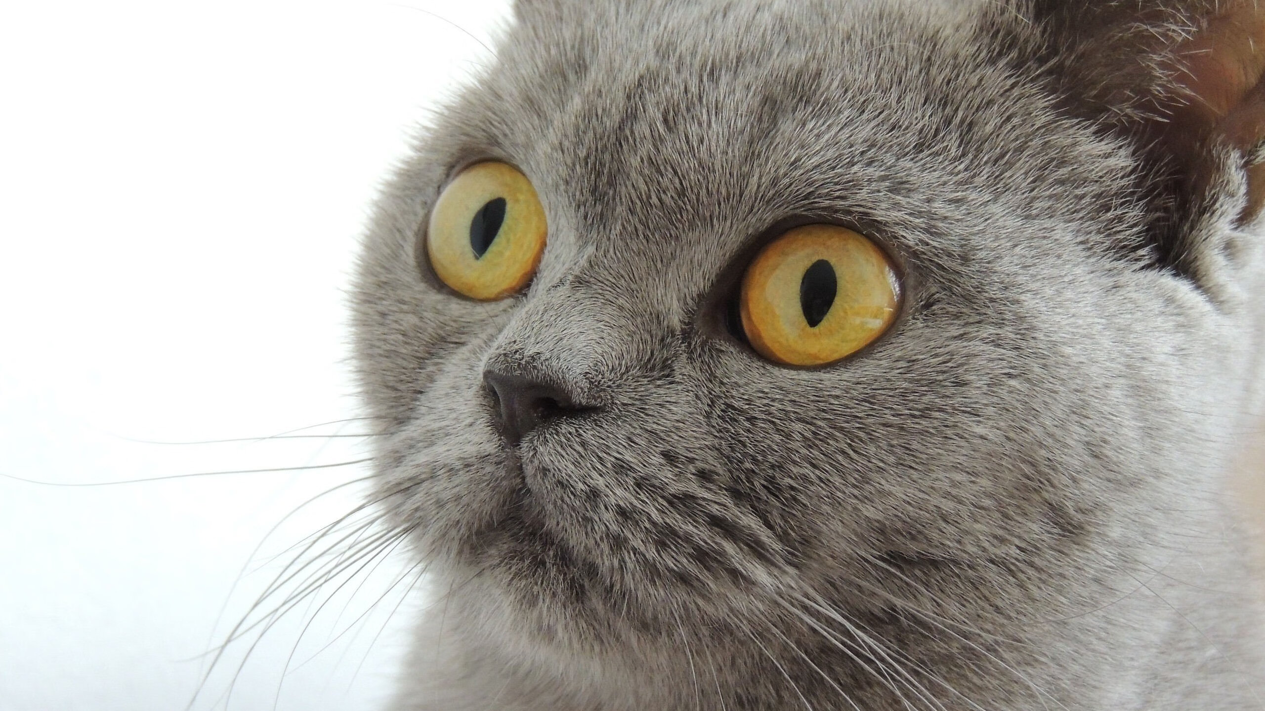 绿旋风席卷汽车城，铁幕之下活塞窒息—杰伦格林极致个人秀与纽约铁血防守的胜利