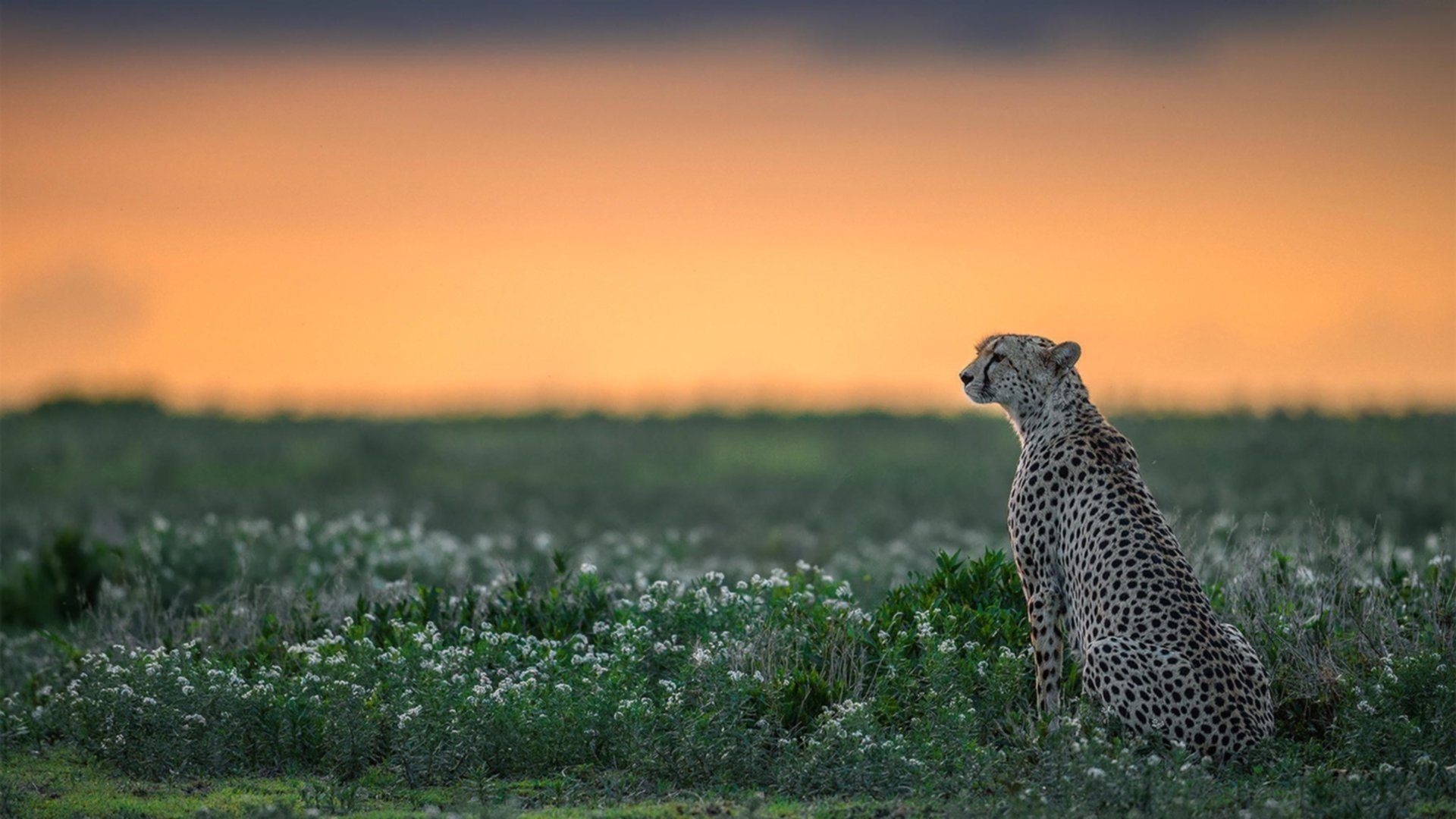 当代码错误成为现实，阿森纳在美加墨世界杯淘汰赛过关牙买加，卡瓦哈尔如何接管了平行宇宙的绿茵场