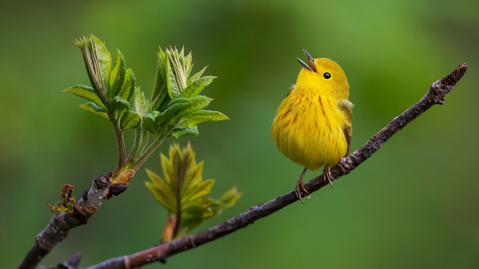 法国战术锁死黄潜咽喉，劳塔罗一剑封神定欧冠乾坤