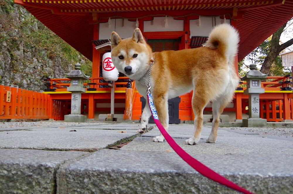 德罗赞全场闪耀！吉林队三分如雨狂胜深圳队