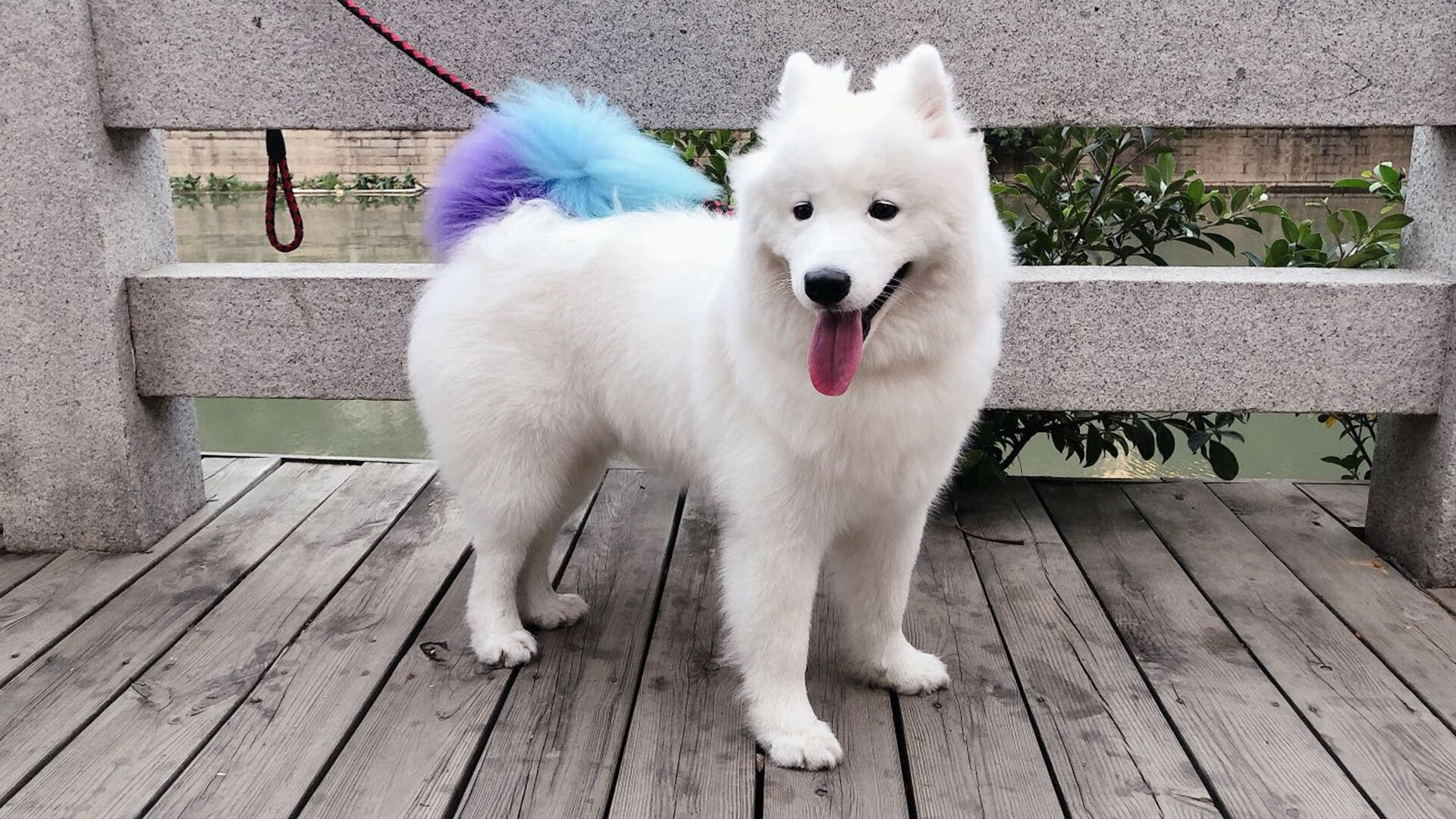 迪马利亚数据全面爆炸！西班牙力克阿尔及利亚，天使之翼主宰全场